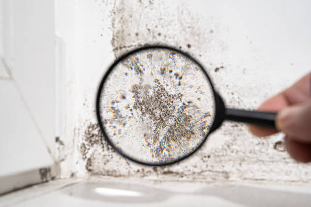 Best Environmental Consulting for Mold Prevention  in Manchester, IA